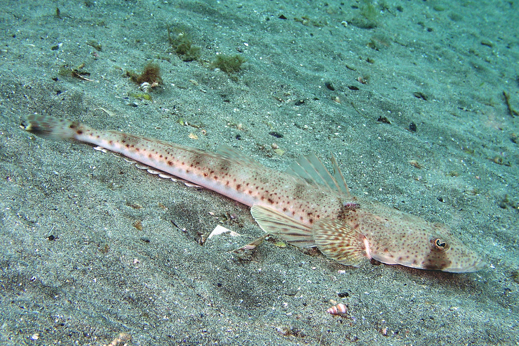 Cliff Flathead