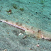 Southern Sand Flathead - Photo (c) Sascha Schulz, some rights reserved (CC BY-NC), uploaded by Sascha Schulz