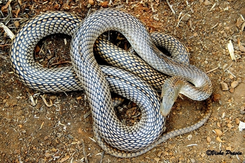 Photo of a Long Sand Racer (Psammophis longifrons)