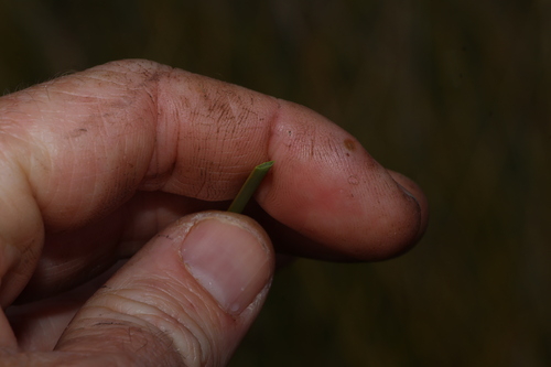 Xanthorrhoea fulva, photograph 5
