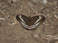 Tanaecia trigerta singoradja