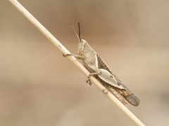 Diabolocatantops pinguis