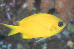 Chromis