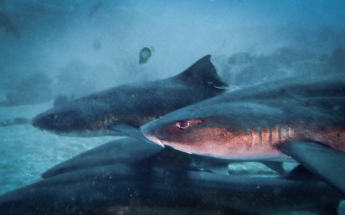 Banded houndshark (Triakis scyllium) — Triakidae