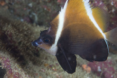 Heniochus varius