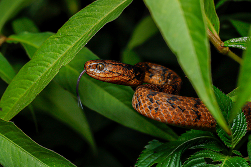 Photo of a Common Slug Snake (Pareas monticola)
