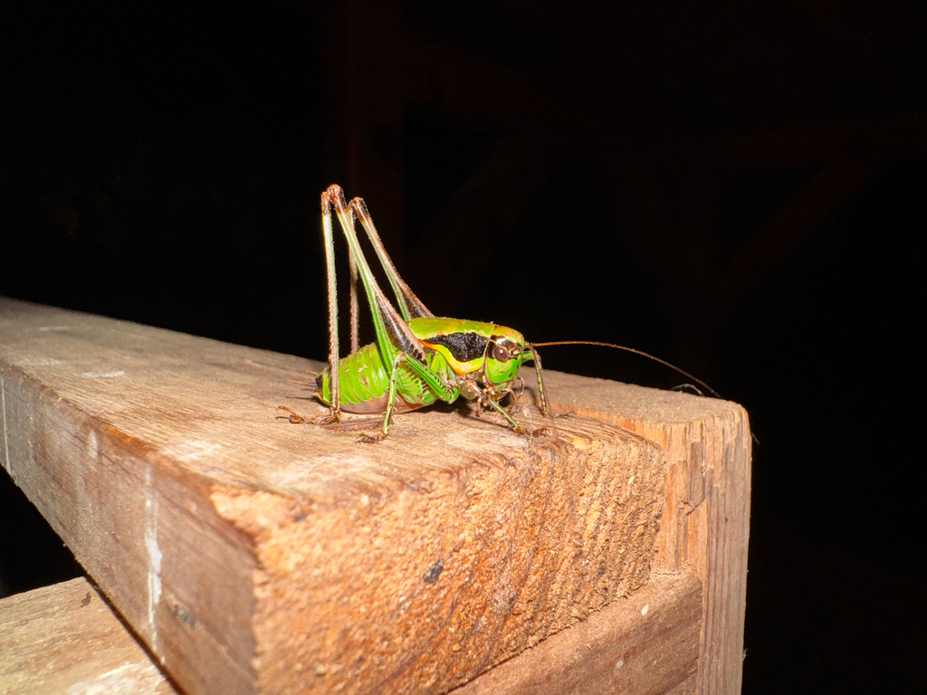 Corsican Marbled Bush-cricket