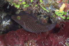 Canthigaster janthinoptera