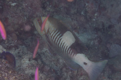 Gracila albomarginata
