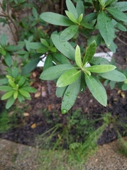 Rhododendron pulchrum phoeniceum