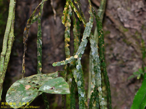 Phlegmariurus nummulariifolius observed 2019-10-09