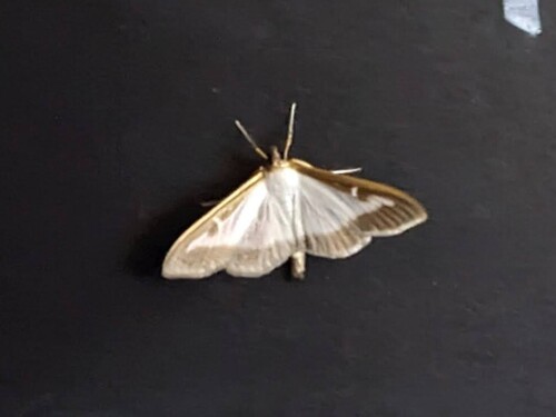 Photo of Box Tree Moth (Cydalima perspectalis)