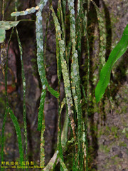 Phlegmariurus nummulariifolius