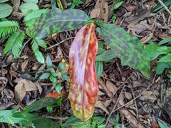 Etlingera brevilabrum