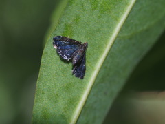 Drosophantis caeruleata