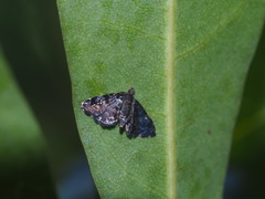 Drosophantis caeruleata