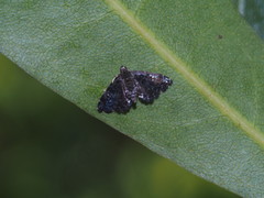Drosophantis caeruleata