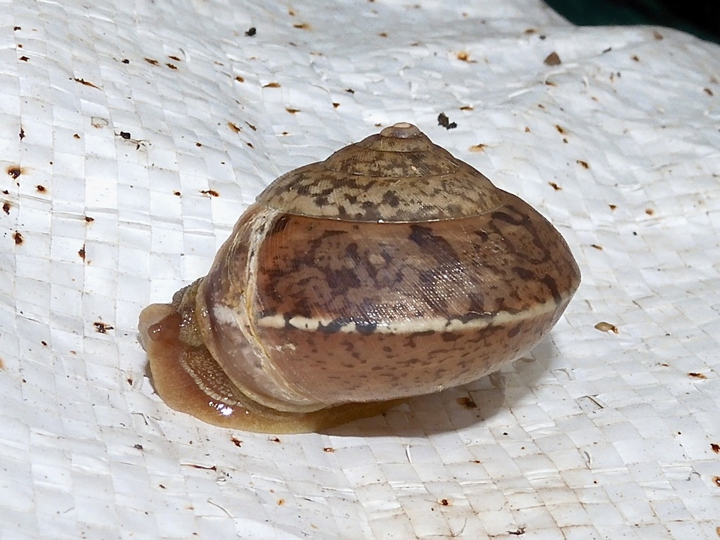 Euplecta albizonata