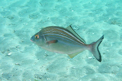 Silver Trumpeter photo 3