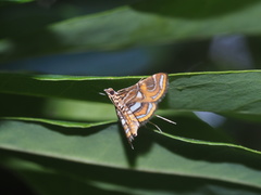 Paracymoriza cataclystalis