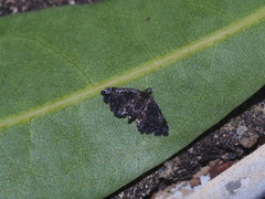 Drosophantis caeruleata