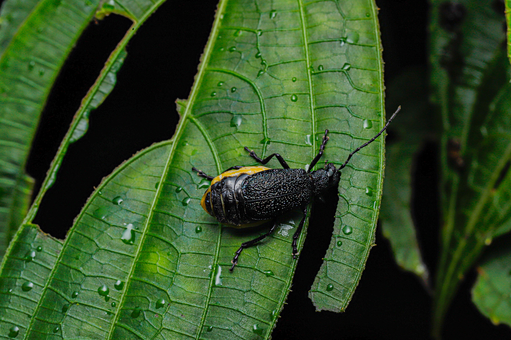 Pseudadimonia from Arunachal Pradesh, IN on August 19, 2025 at 04:17 AM ...