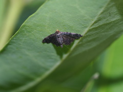 Drosophantis caeruleata