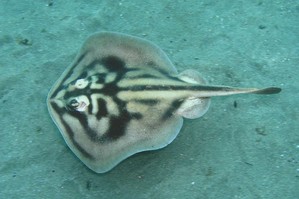 Banded stingaree (Urolophus cruciatus) — Urolophidae