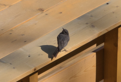 Phoenicurus ochruros