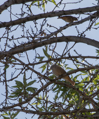 Phoenicurus ochruros