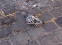 Columba livia domestica
