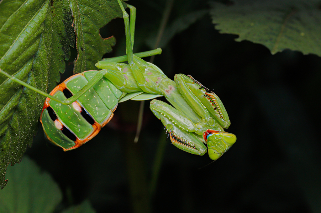 Hierodula beieri