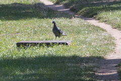 Columba livia domestica