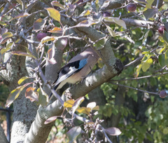 Garrulus glandarius
