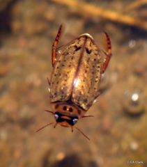 Carabdytes pacificus