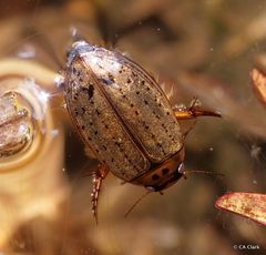 Carabdytes pacificus