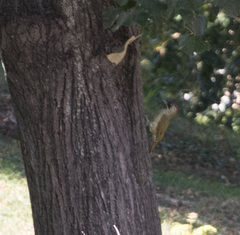 Picus viridis