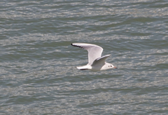 Chroicocephalus ridibundus