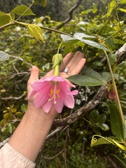 Passiflora tarminiana, recorded flowering
