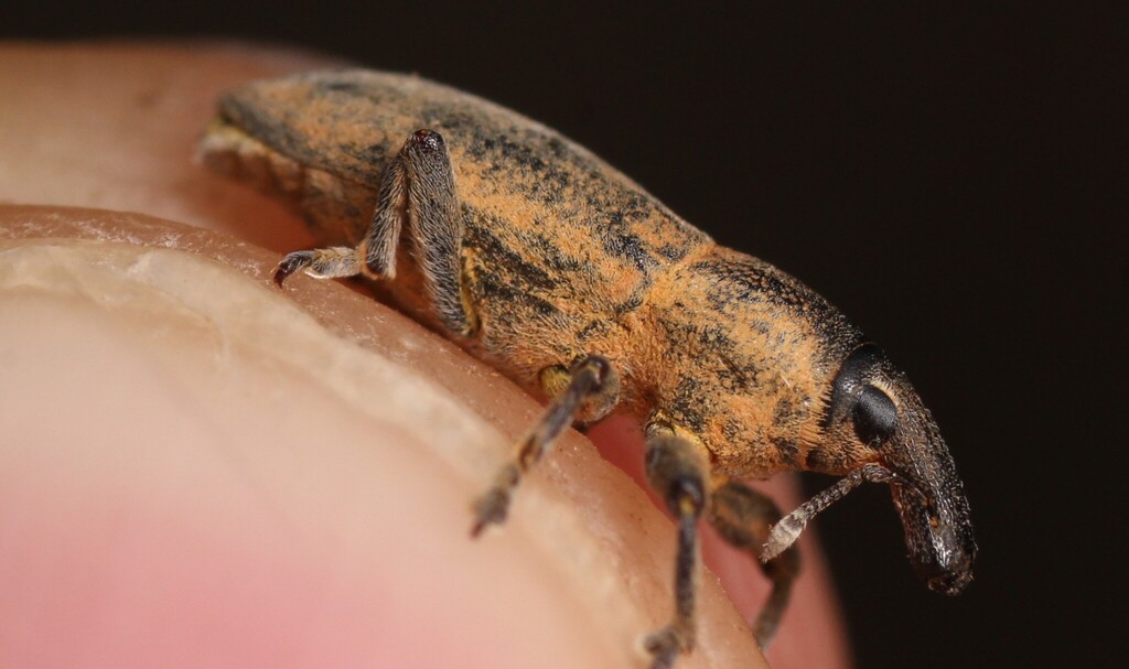 Lixus angustus