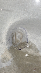 Crambionella stuhlmanni