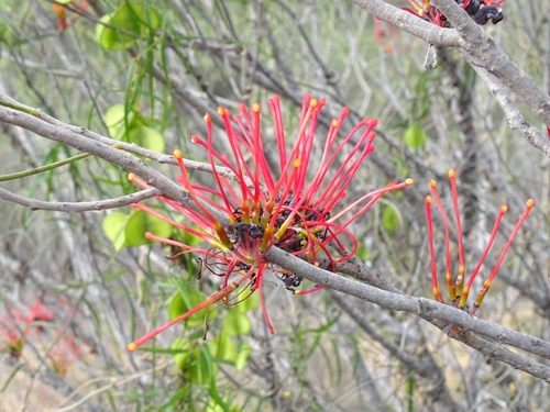 Hakea orthorrhyncha, photograph 3