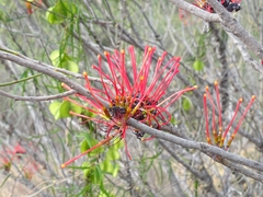 Hakea orthorrhyncha, photograph (c) Andrew Parker, some rights reserved (CC BY)