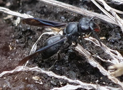 Nesodynerus