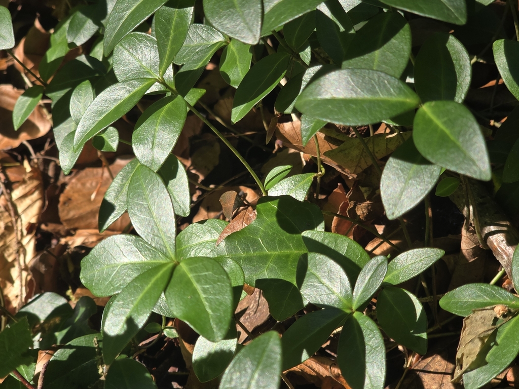 Vinca minor