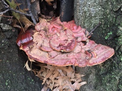 Ganoderma sessile