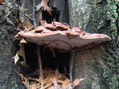 Ganoderma sessile