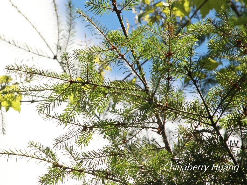 Taiwan Douglas-fir