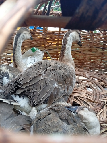 Domestic Swan Goose
