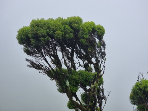 Azorean Heather (Erica azorica)